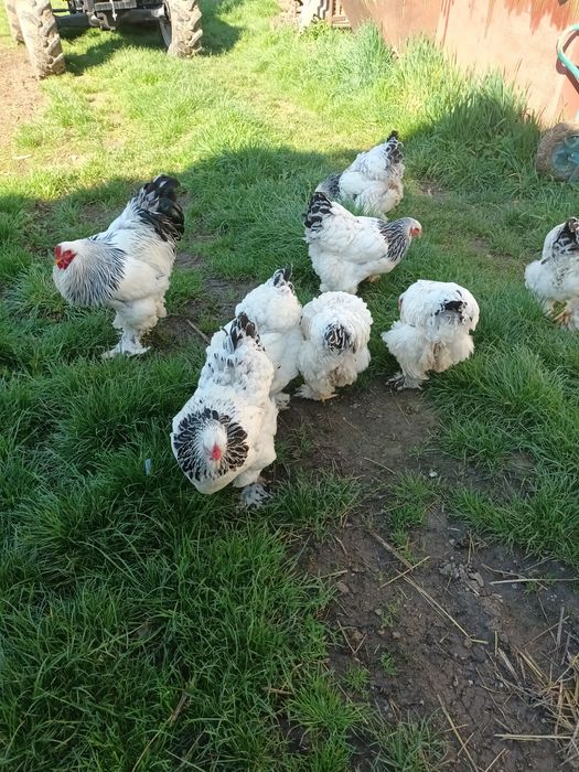 Brahma herminat deschis și brahma porțelan