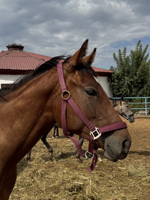 Продам недоуздок