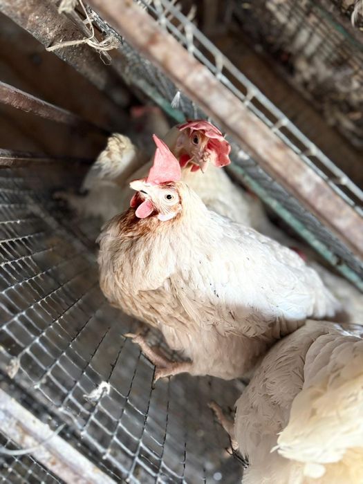 Несушка куры тауық