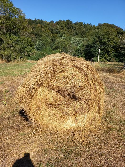 Baloți rotunzi de fân !