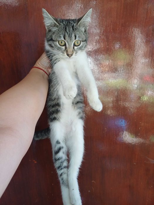 Женски гальовни котета си търсят дом