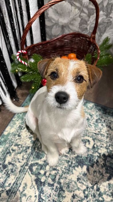 Джек рассел вязка