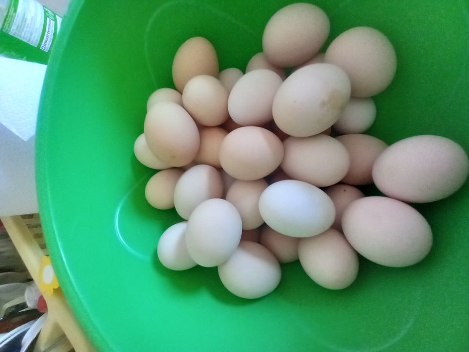 Oua incubat australorp