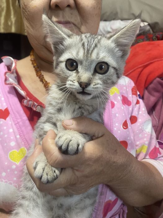 Котенок мейн кун