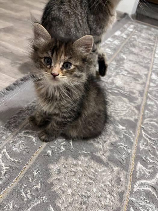 Кошечка отдам в добрые руки!