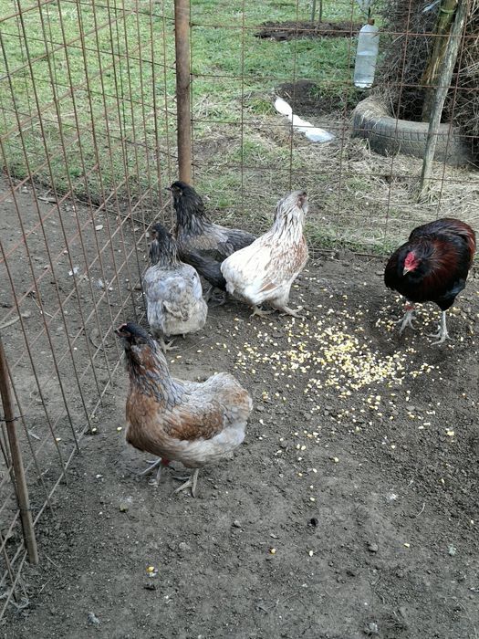 Găini și cocoși  Araucana