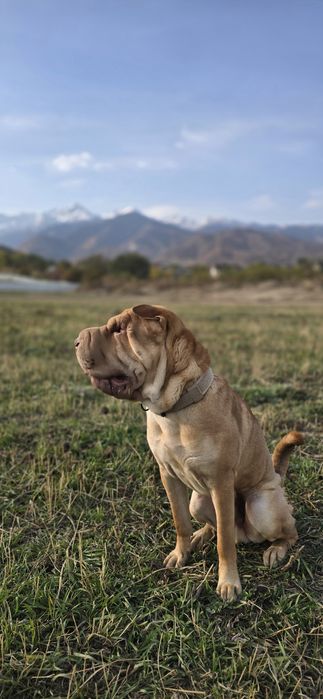 Кобель шарпея /вязка