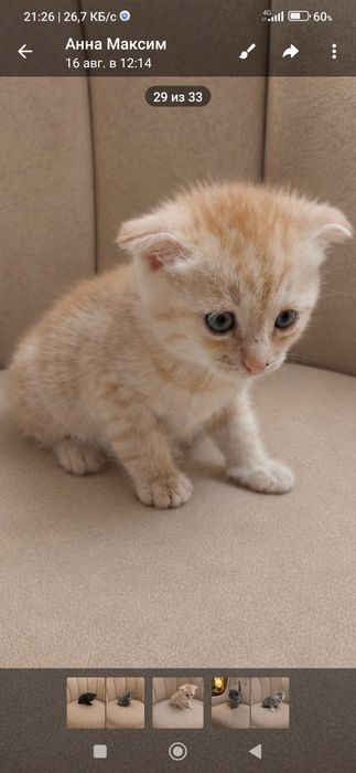 Породистые красивые котята