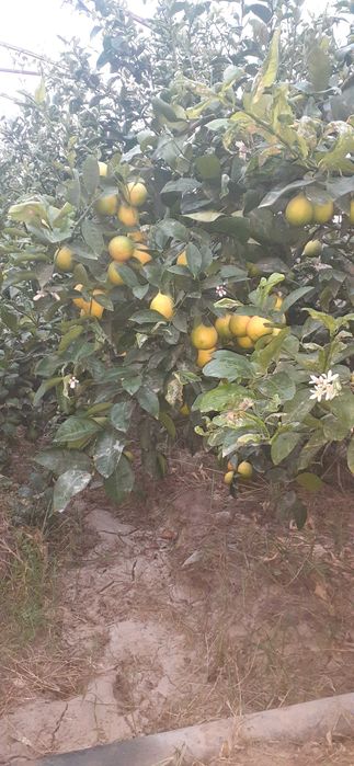Шу 24 йилги Лимон бор узбекистонда, 10 т. атрофида