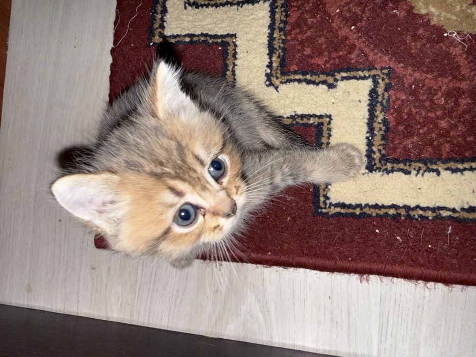 Котята 3 мальчик 3 девочек