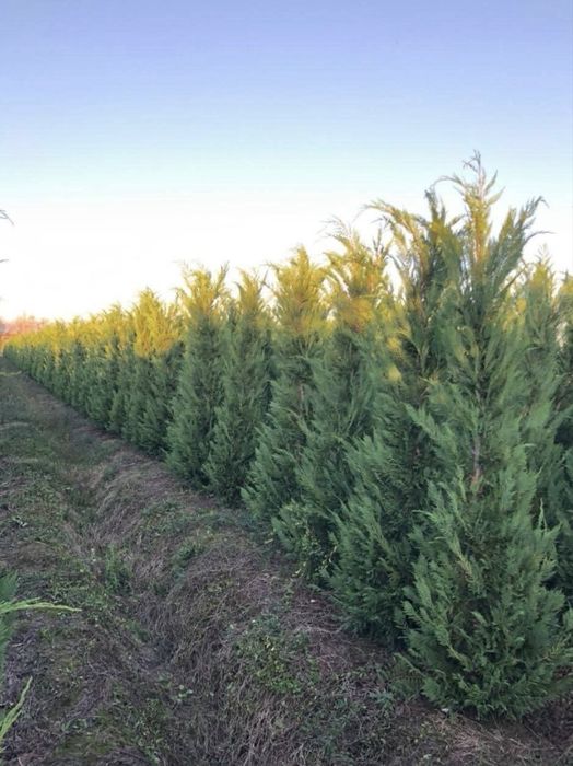 Leylandii de vânzare – ideal pentru gard viu.