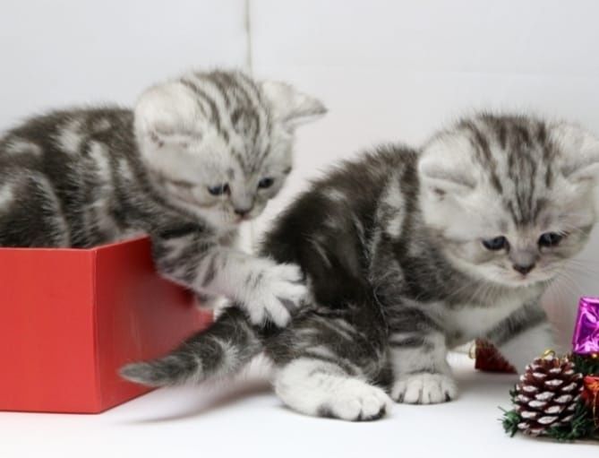 Котята чистокровные