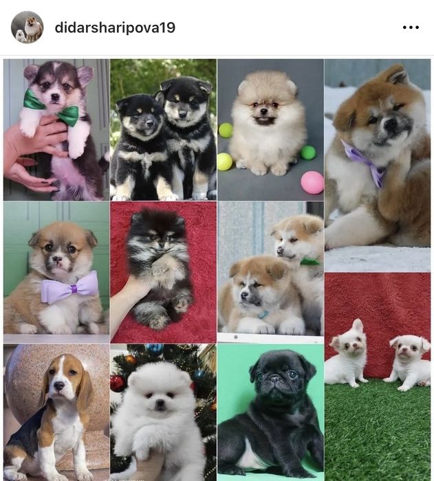 Кукольные шпицы