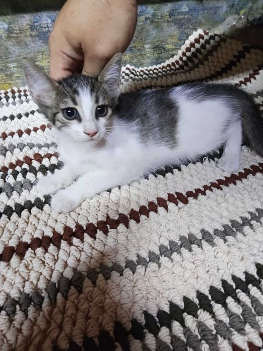 Pui pisica adoptie