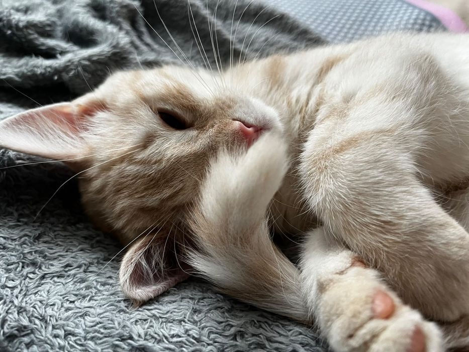 Отдам котенка бесплатно