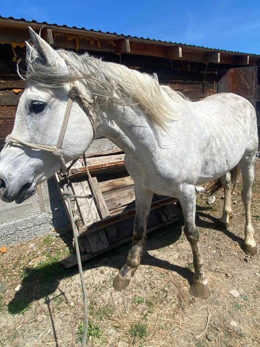 Англо-араб айғыр сатылады.
