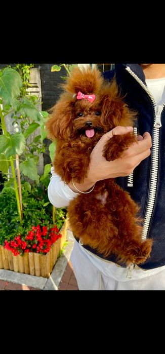 Микро пудел [micro poodle] развъдник Хасково БАБХ