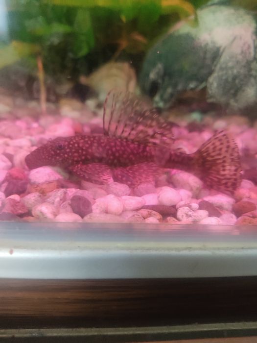 Продаю сомиков анцитрусы