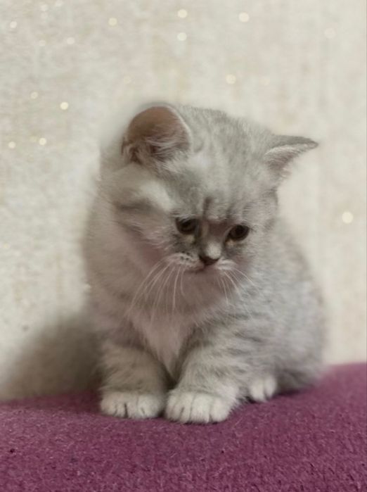 British shirthair baiat/pedigre