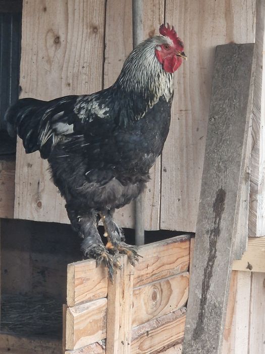 Păsări de rasă mare