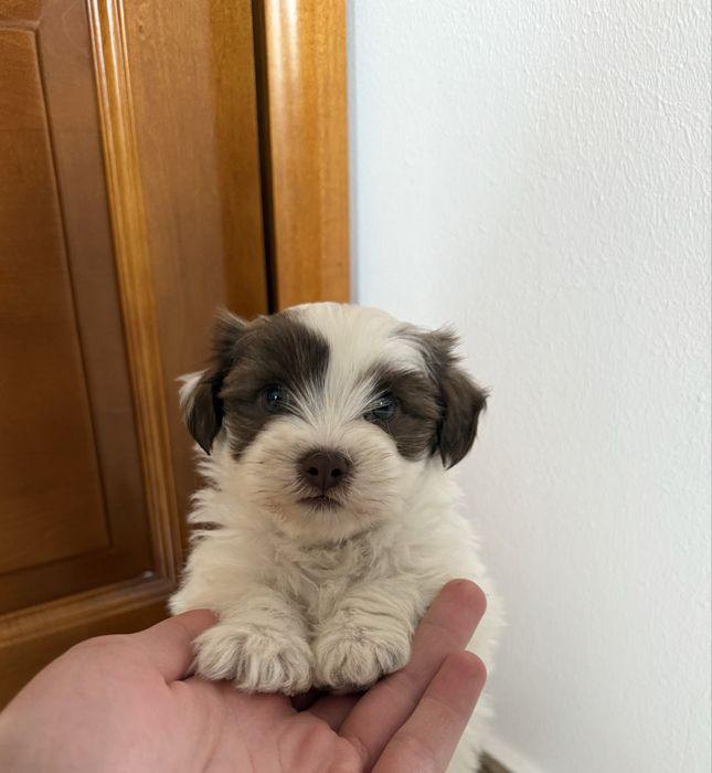 Pui Bichon Havanez 2 luni
