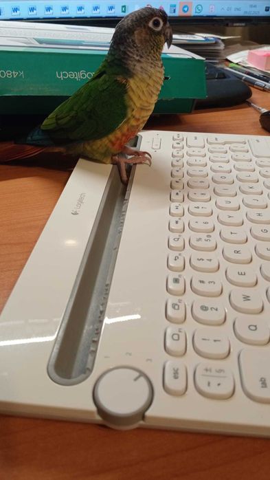 Tastatura Logitech K480. Max 3 device, Bluetooth, folosita.