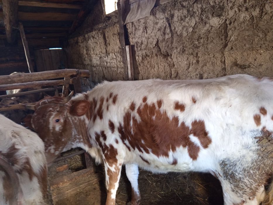 Продам телку и корову