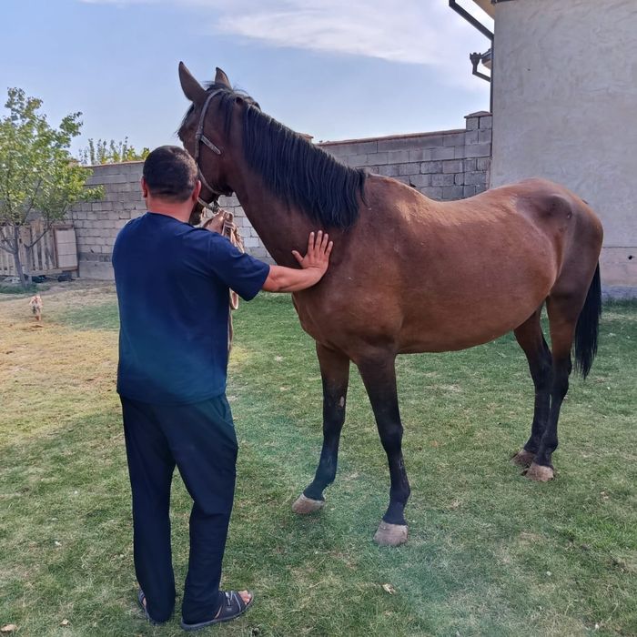 Жабагы 11 ай таза канды