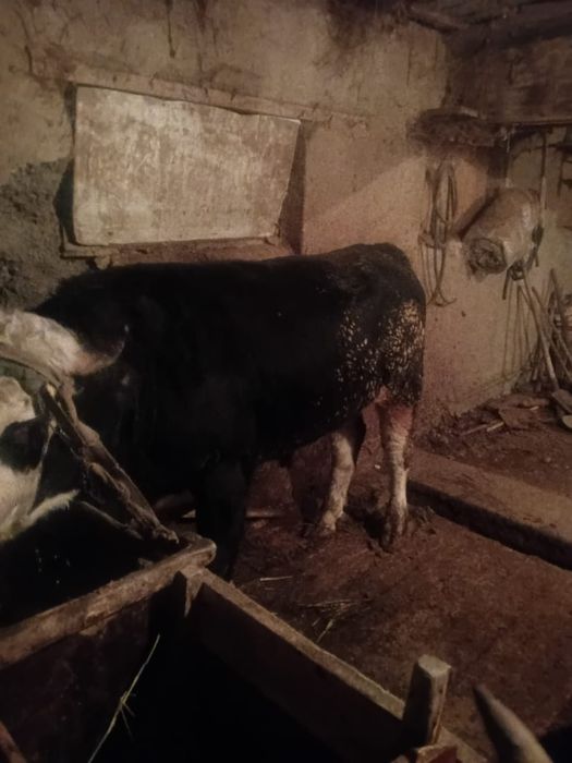 Продаются быки 2 годовалые