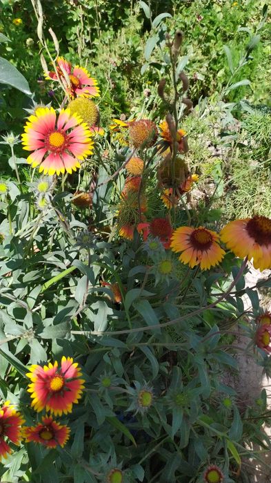 Цветы на рассаду дачные