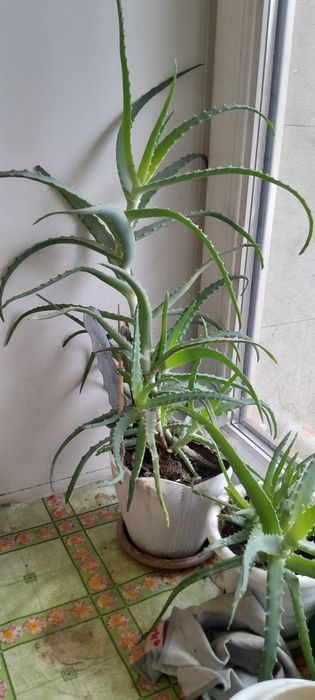 Трёхлетний.Алое.