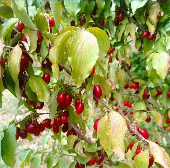 Продаём Кизил свой садовый