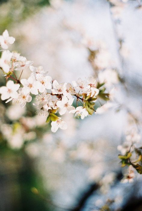 Minolta 5000 + AF Minolta 50mm f/1.7 лентов апарат с обектив