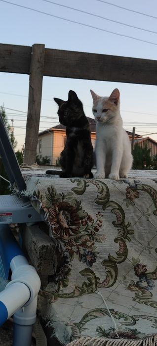 Кошечки в добрые руки