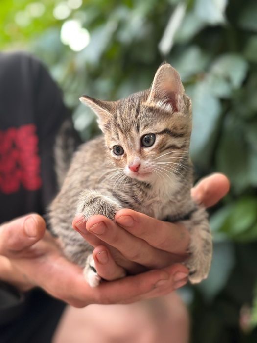 Отдам котят бесплатно