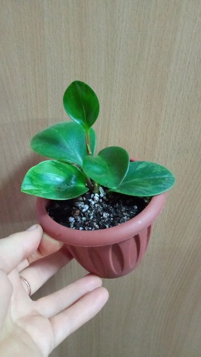 Продам цветы комнатные.
