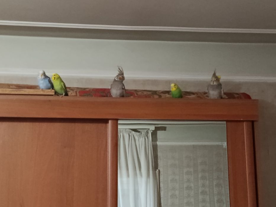 Пара карелл с клеткой