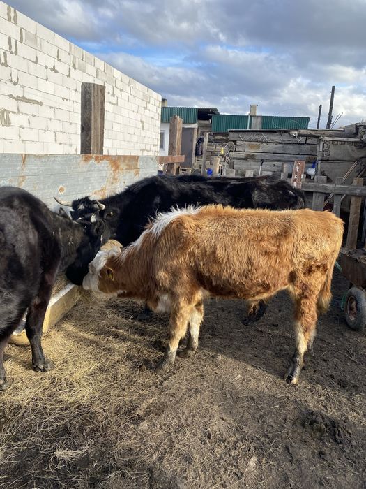 Продам  коров срочно