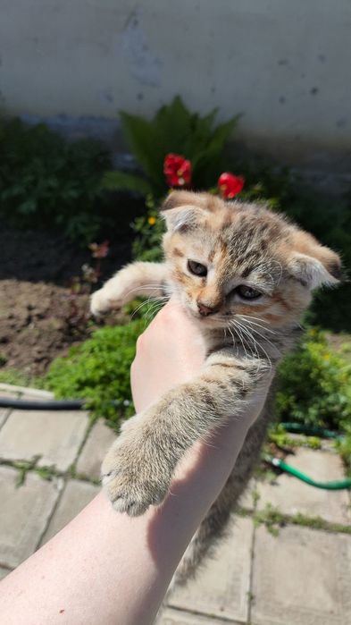 Вислоухая кошечка