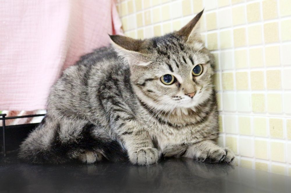 Отдам в добрые руки