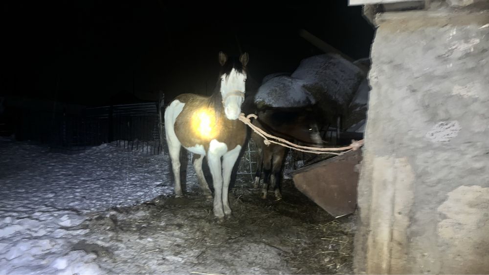 Согым  сатам семиз