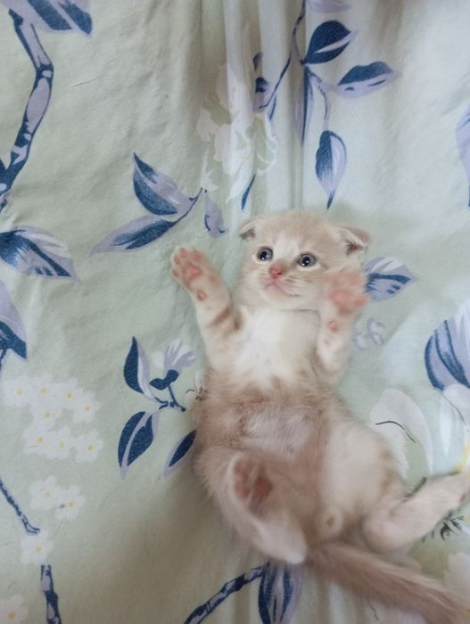 Мушуклар сотилади