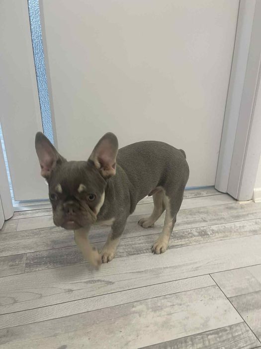 Френски булдог- лилак тан момче на 4 месеца