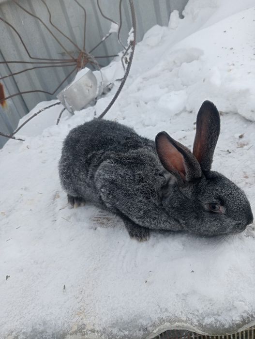 Кролики помесные