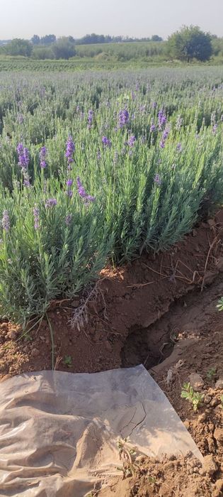 Lavanda 9-gektar bor 29500 soʻmdan ulgurchi narxlarda 24/7 aloqadamiz