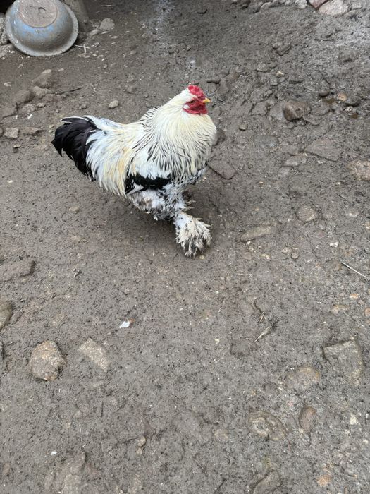 Vand cocos metish brahma