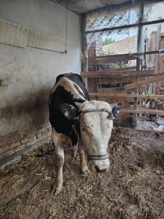 Hokiz 28 mln kelishiladi