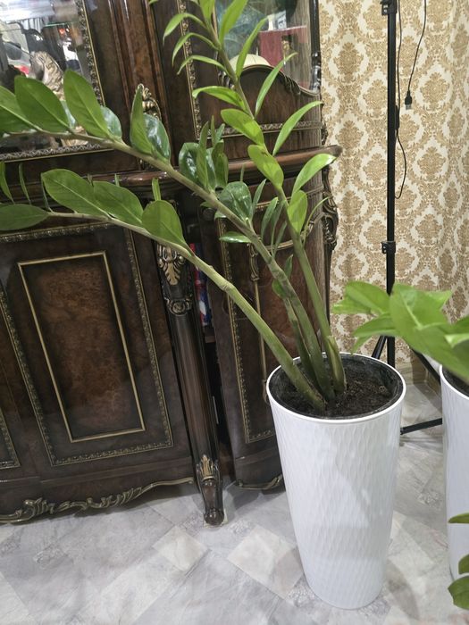 Продается комнатные цветы