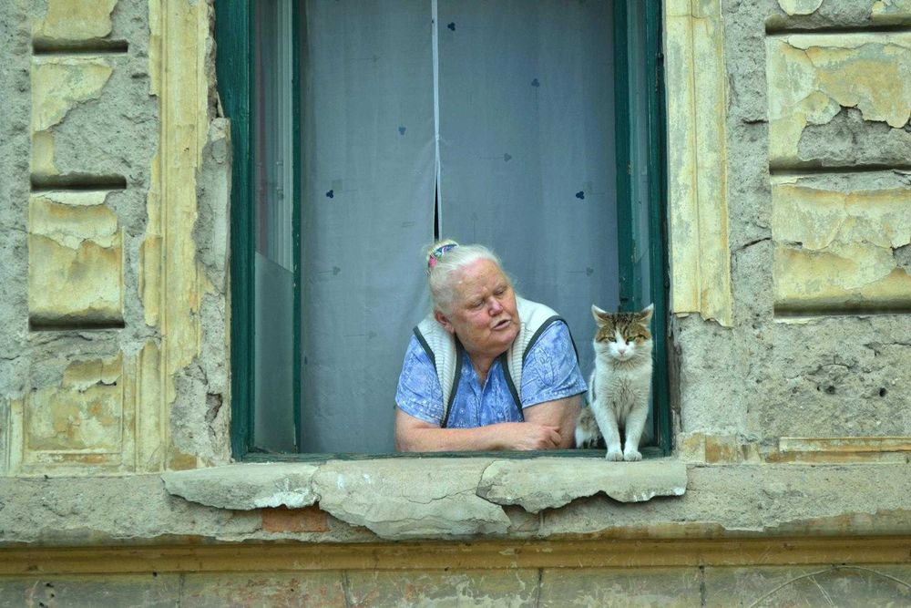 Fotograf Animale de Companie