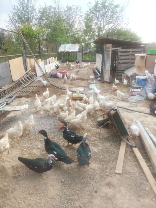 Xoʻroz~tovuq, oʻrdak, kurkalar sotiladi